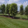 Lawn Irrigation in Johnson City, Tennessee